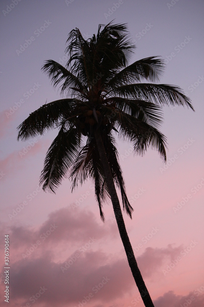 palm trees coconut sunset silhouette paradise scenic beach tropical ocean scenic