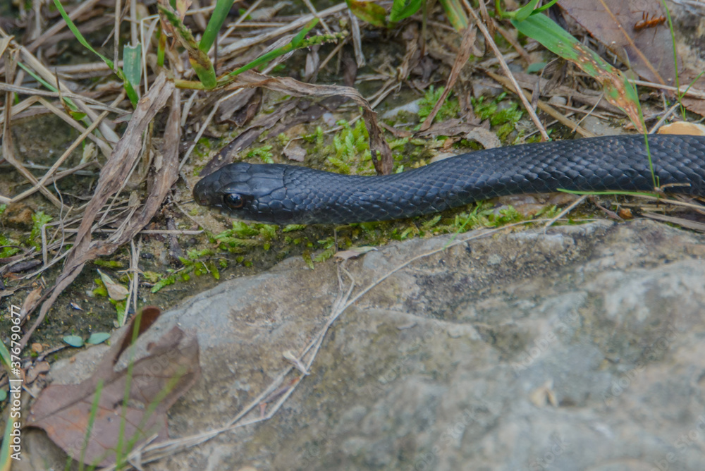 Black Racer