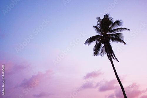 palm trees coconut sunset silhouette paradise scenic beach tropical ocean scenic