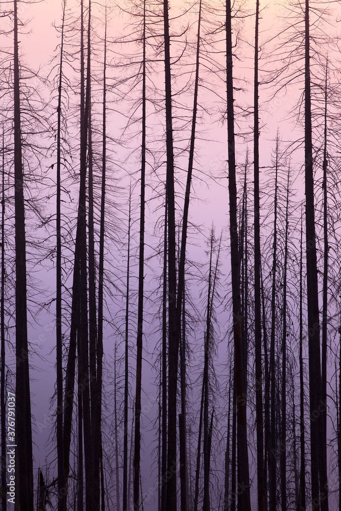 Silhouette of burnt trees in Glacier National Park Silhouette of burnt trees in Glacier National Park