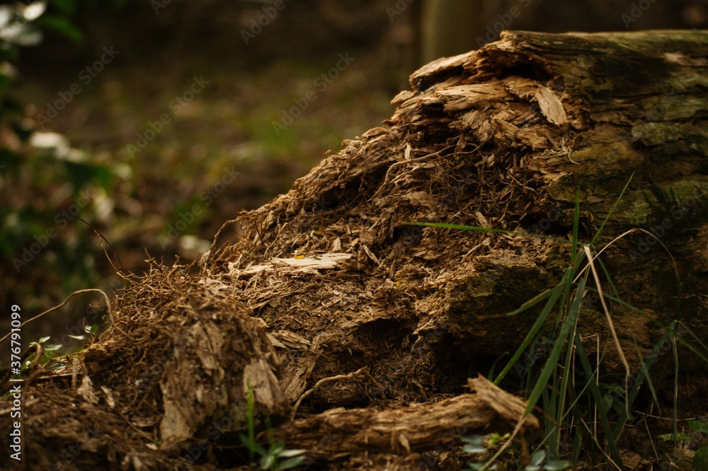 Obraz premium Decaying wood