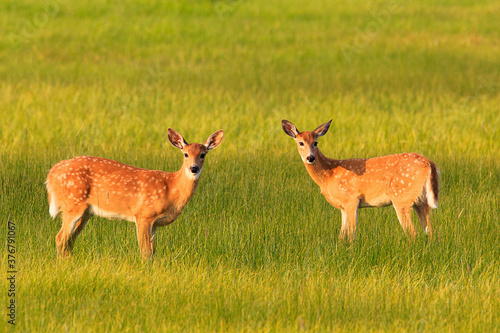 Portrait of white tailed deer standing in grass photo