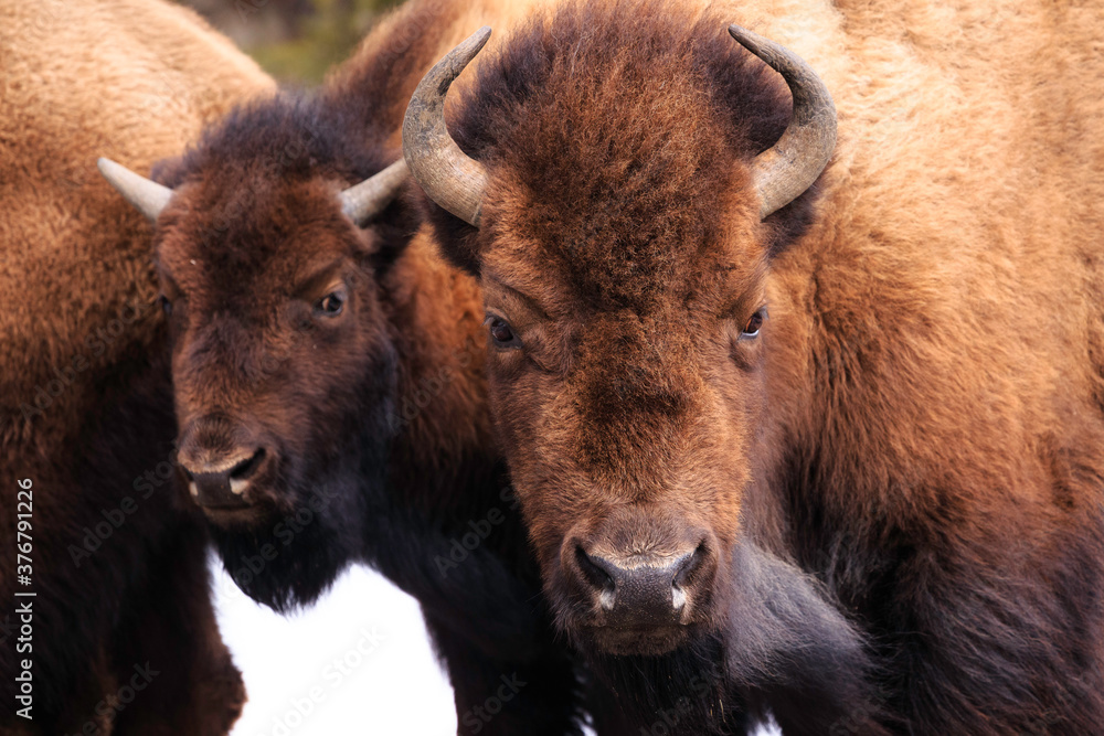Bison and calf standing in Yellowstone National Park Bison and calf standing in Yellowstone National Park