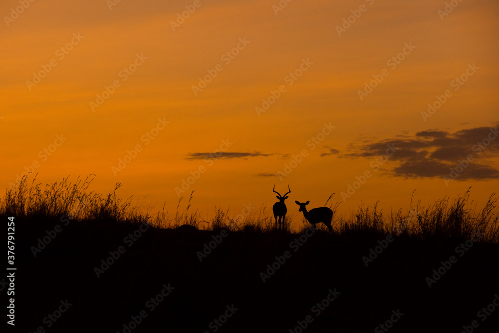 Silhouette of impala standing on grassy landscape during sunrise Silhouette of impala standing on grassy landscape during sunrise