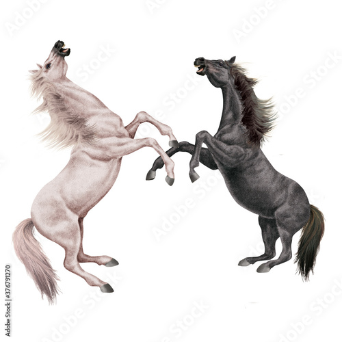 cheval  blanc  animal  isol    combat  force     talon  galop  course  courir  amoureux des chevaux  mammif  re  arabe  chevalin  nature  silhouette  ferme  sauvage  crin  illustration  course  poney  be