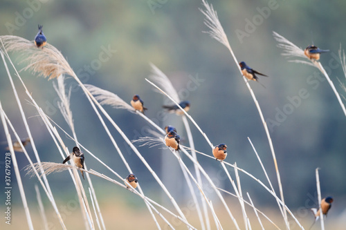 Group of barn swallow perching on crops photo