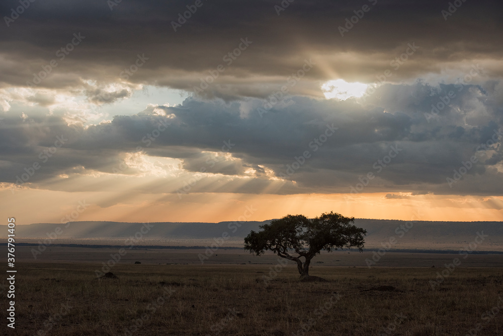 Single tree in Maasai Mara National Reserve Single tree in Maasai Mara National Reserve