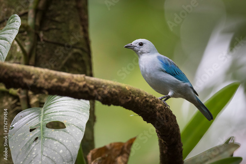 Blue gray tanager perching on branch in Heredia Province photo