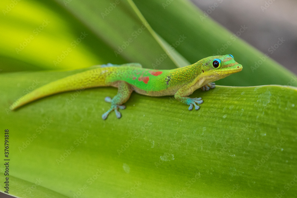 Close up of Day gecko on leaf Close up of Day gecko on leaf