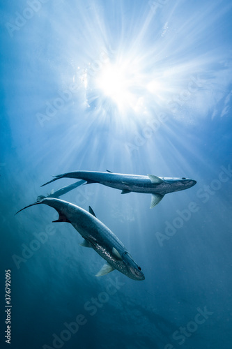 Low angle view of tarpons swimming in sea