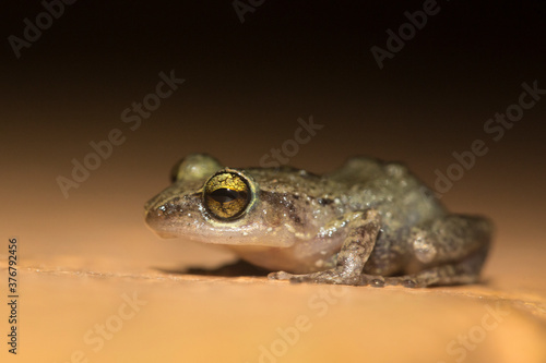 Portrait of Antilles coqui photo