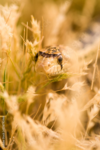 Gopher snake in state park photo