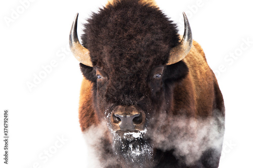 Bison in Yellowstone National Park photo