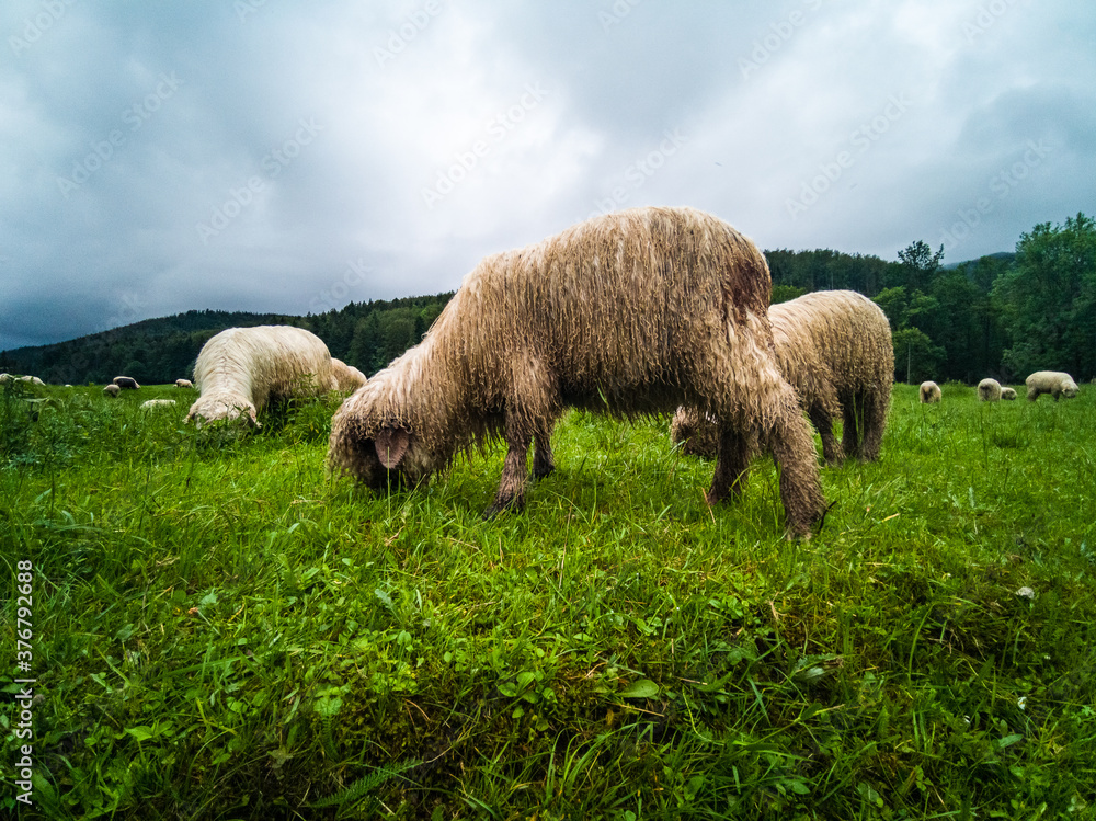 Sheep grazing - Zakopane - Tatry - Tatra Mountains Sheep grazing - Zakopane - Tatry - Tatra Mountains