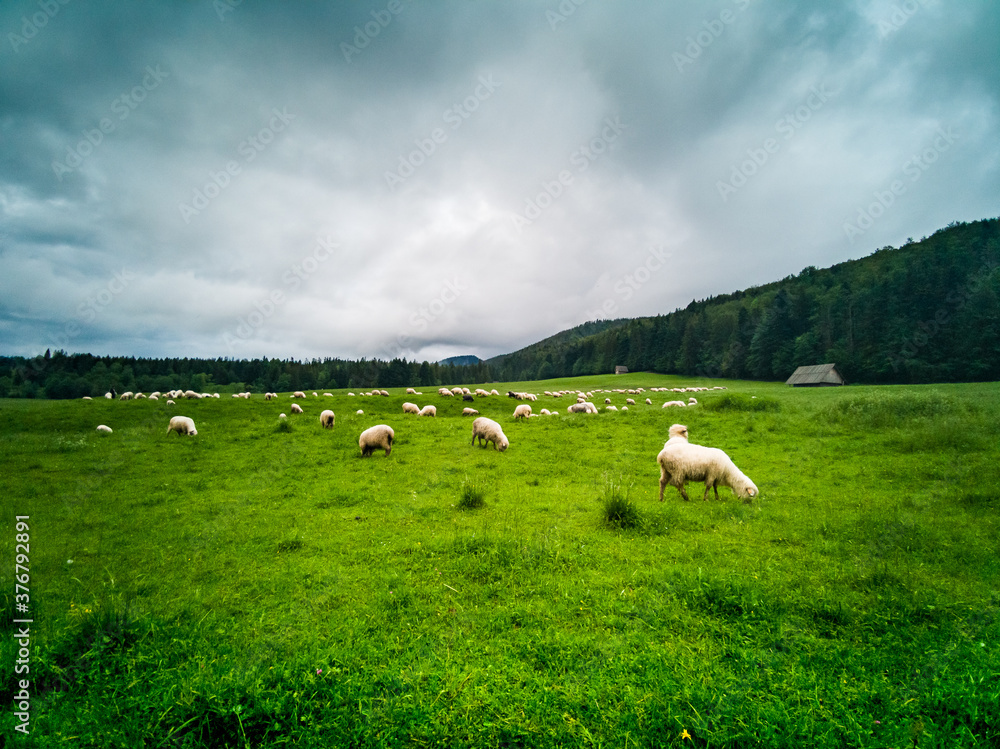 Sheep grazing - Zakopane - Tatry - Tatra Mountains