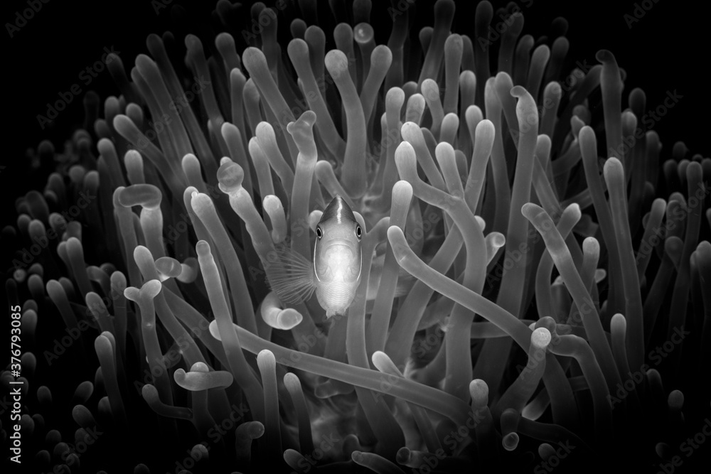 Close up of anemonefish in coral reef Close up of anemonefish in coral reef
