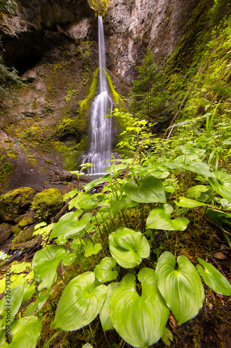 View of Marymere Falls in Olympic National Park photo