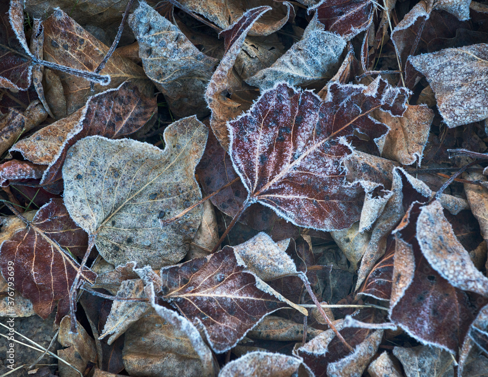 Close up of frozen leaves Close up of frozen leaves