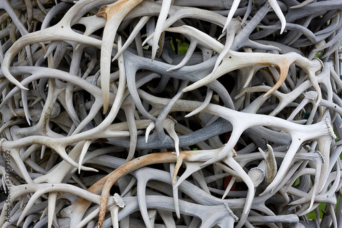 Close up of twisted antlers