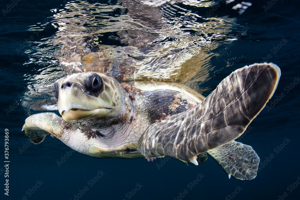 Portrait Of Loggerhead Sea Turtle Swimming In Sea Stock Photo Adobe Stock