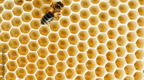 Close-up of a beautiful yellow honeycomb with honey and a bee. the concept of beekeeping