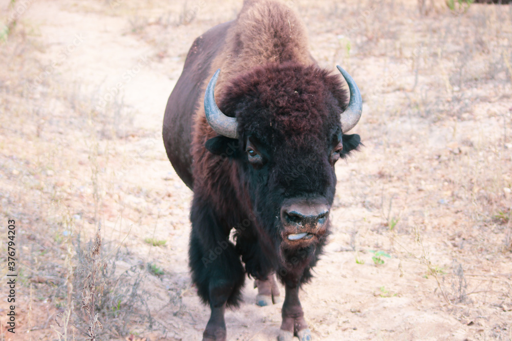 American Bison Head on