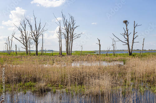 View of Prime Hook National Wildlife Refuge photo