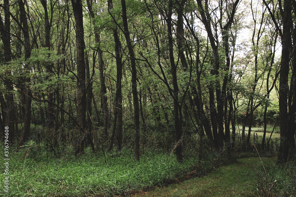 Fototapeta premium path in the forest