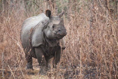 Indian rhinoceros standing on grassy landscape photo