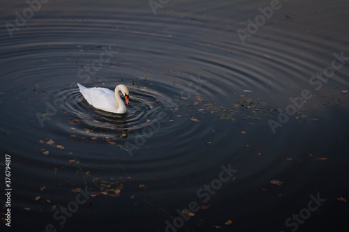 Mute swan in lake photo