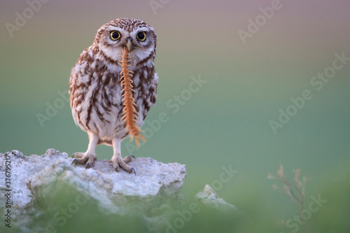 Portrait of little owl holding centipede in beak