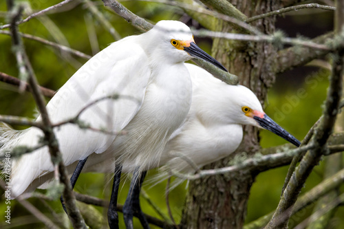 Close up of snowy egrets perching on branch