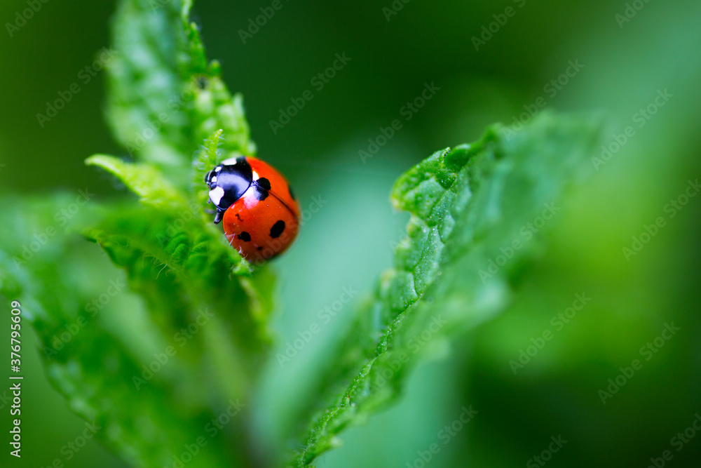 Close up of Ladybird beetle on wild mint Close up of Ladybird beetle on wild mint
