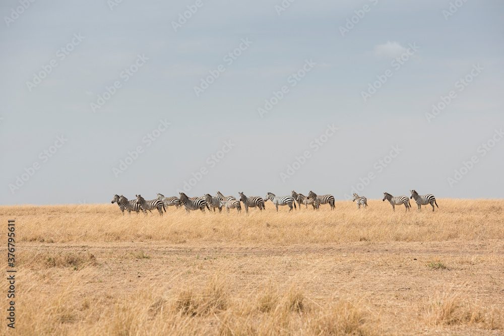 Group of zebras standing on grassy landscape in Maasai Mara National Reserve Group of zebras standing on grassy landscape in Maasai Mara National Reserve