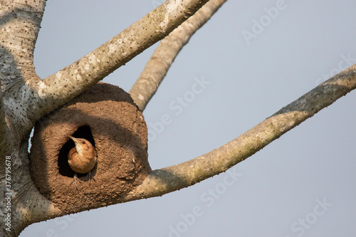 Close up of rufous hornero perching in nest on branch photo