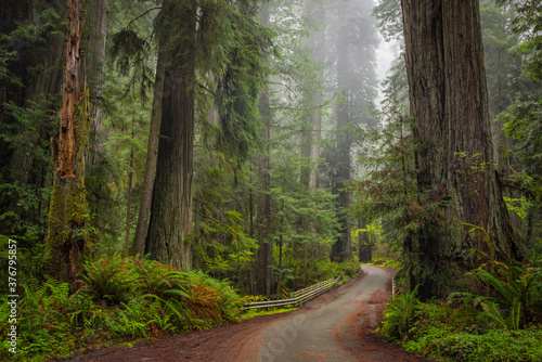 Scenic view of road passing through forest
