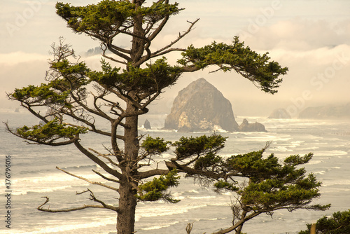 Haystack Rock and tree on Oregon coast photo