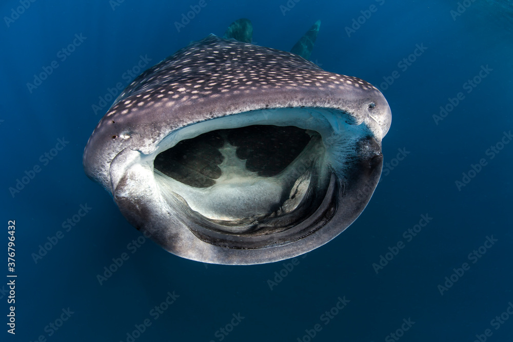 Close up of whale shark swimming undersea
