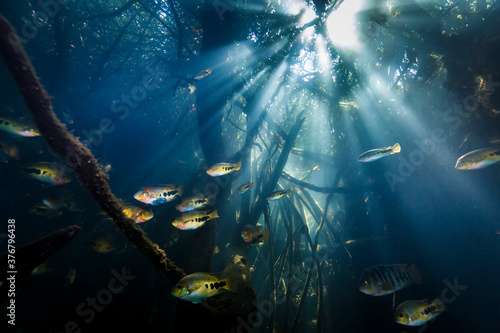 Group of fish swimming undersea