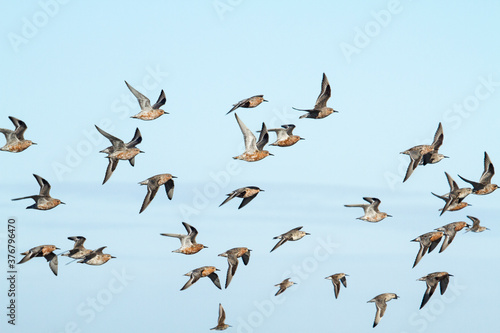 Flock of red knot flying in sky photo