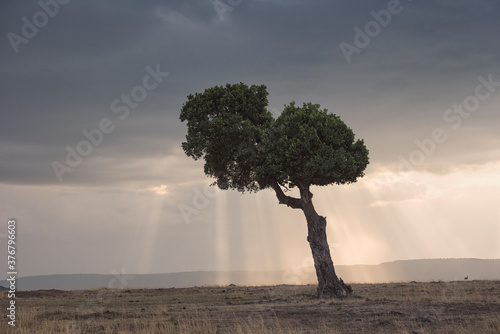Scenic view of sunbeam passing through clouds falling behind tree photo