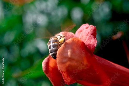 A honey bee climbs out of a red tekoma flower, photo color photo