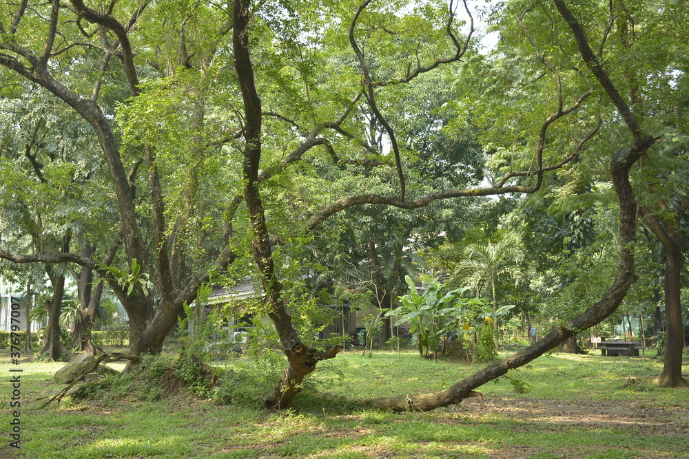 Ninoy Aquino Parks And Wildlife Surrounding Trees In Quezon City 