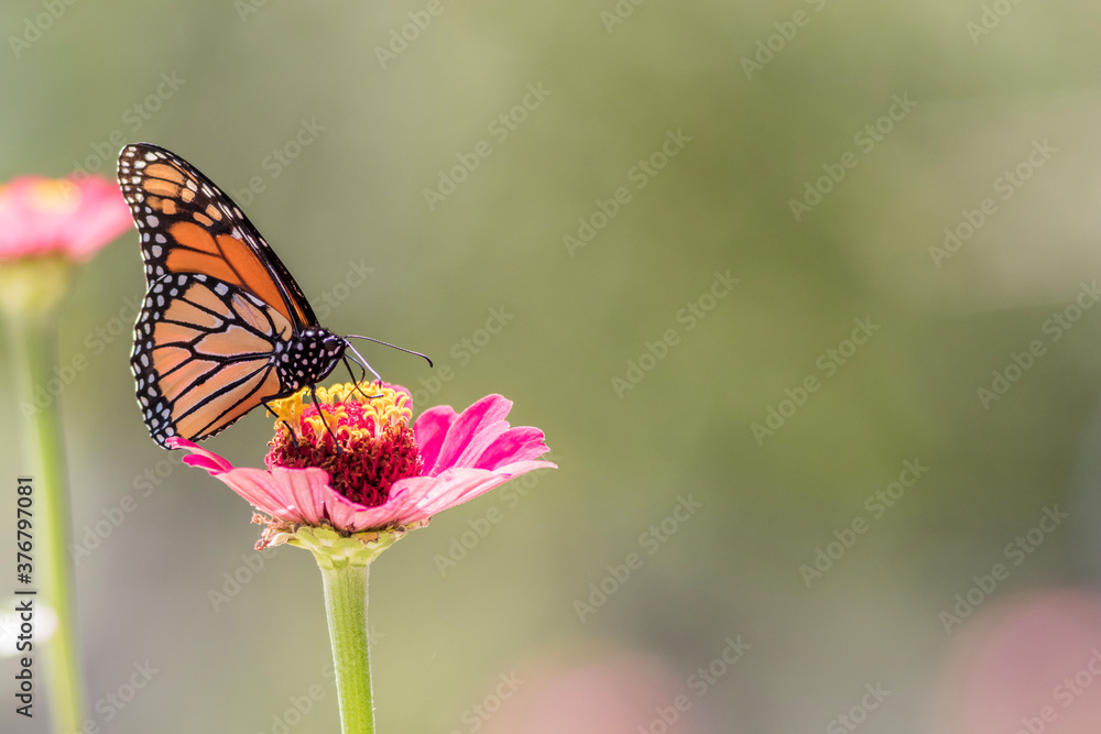Male Monarch Butterfly on pink zinnia flower soft green background left side copy space Male Monarch Butterfly on pink zinnia flower soft green background left side copy space
