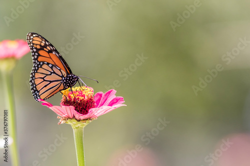 Male Monarch Butterfly on pink zinnia flower soft green background left side copy space