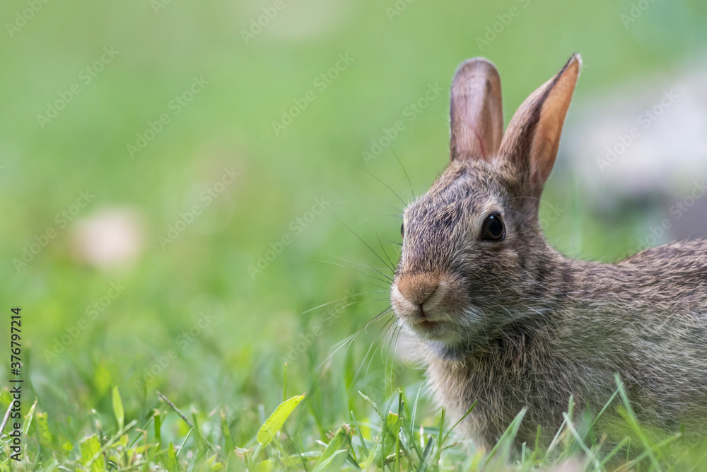 Eastern Cottontail Rabbit, Sylvilagus floridanus, closeup in the grass soft light copy space Eastern Cottontail Rabbit, Sylvilagus floridanus, closeup in the grass soft light copy space