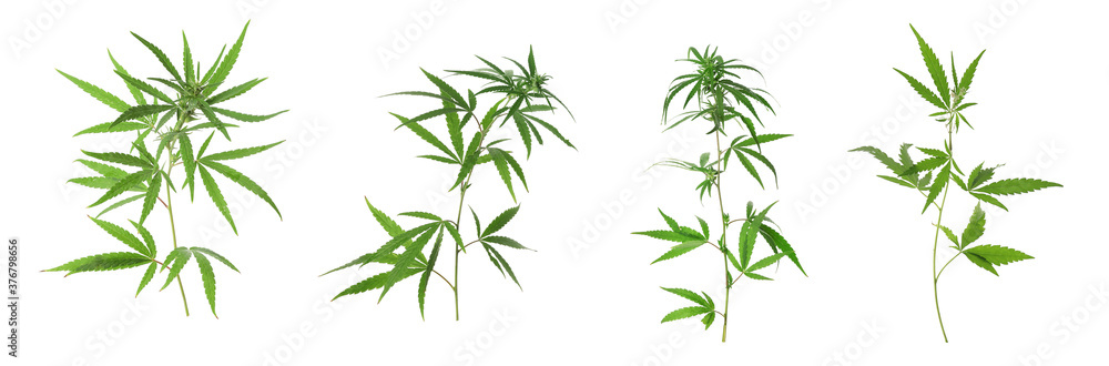 Set of hemp plants on white background, banner design Set of hemp plants on white background, banner design