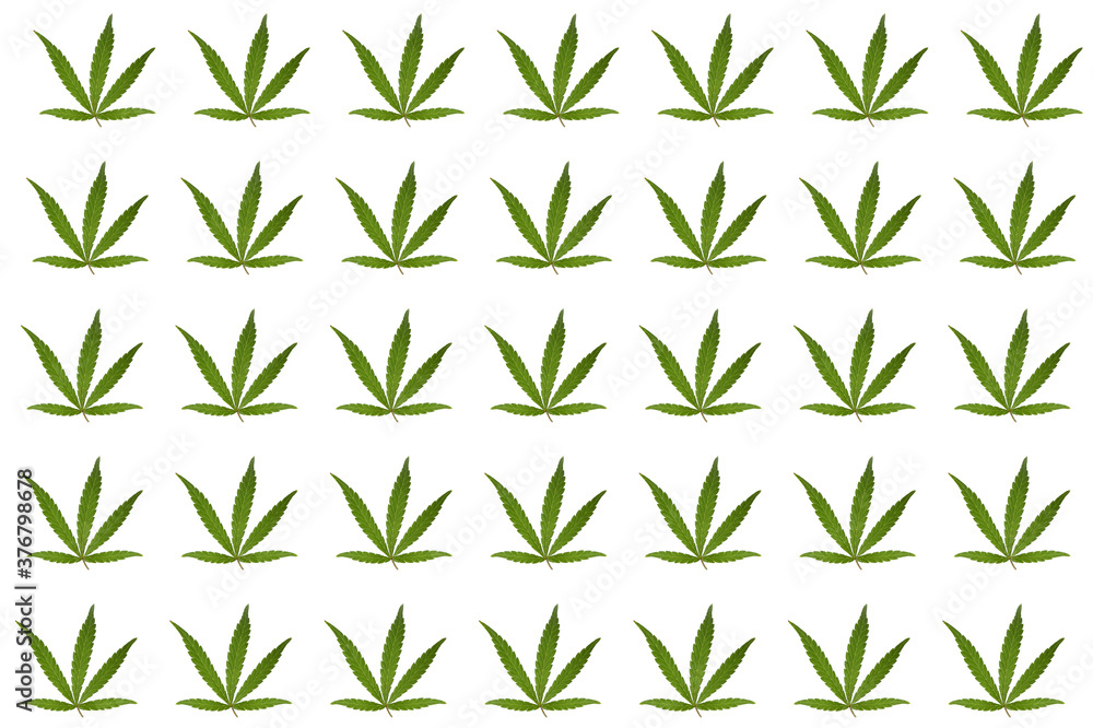 Many green hemp leaves on white background. Pattern design Many green hemp leaves on white background. Pattern design