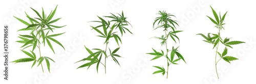 Set of hemp plants on white background, banner design