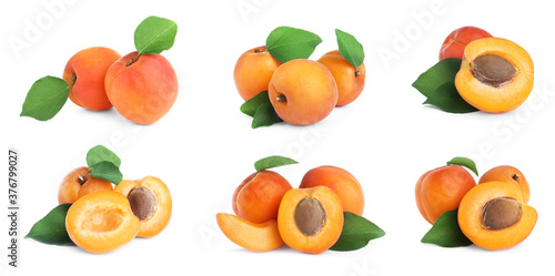 Fototapeta Naklejka Na Ścianę i Meble -  Set of fresh apricots on white background. Banner design